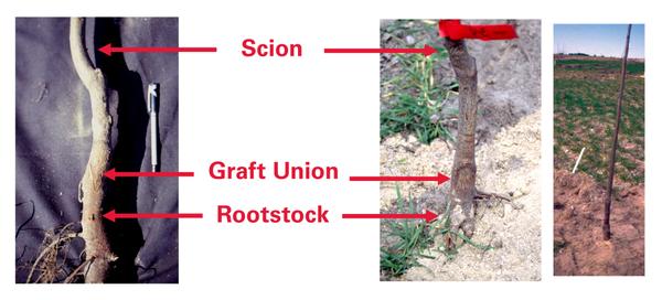 Figure 6. Grafted tree after planting.